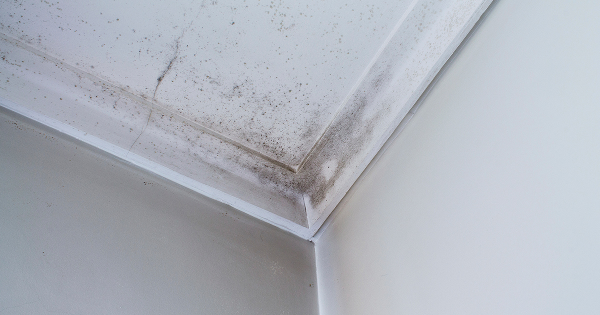 What stops mold growth in a ventilated attic? - PrimexVents